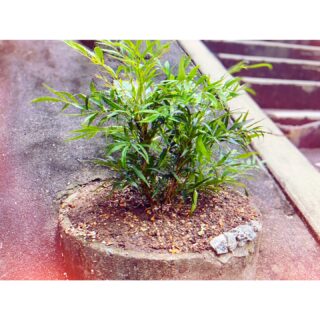 〔白橿教室〕
階段脇の柘植の木をマホニアに植替えました。
［癒しの常緑樹］マホニア・コンフューサーです♪

●剪定の必要もなく、丈夫
●日陰にも強い
●晩秋〜冬に咲く黄色い花で、
寂しくなりがちな階段脇を彩る予定です🌼

〔白橿教室〕は
三角屋根が可愛く隠れ家のような教室です。
2007年にOPEN、23畳の広々としたスペースには、
グランドピアノが2台（カワイG2・ヤマハCX3）があります。

駅徒歩1分の〔耳成教室〕と比べて、
橿原神宮前駅より徒歩20分、車で5分程の立地ですが、
北は奈良市・南は天川村より、幅広い場所から生徒さん達が通っています。

開講は、
ピアノ教室とヴァイオリン教室です。

〔開講状況〕
月曜：ヴァイオリン
火曜：ピアノ
水曜：ピアノ
木曜：ピアノ
土曜：ピアノ

自然と隣り合っていて
風の気持ち良さや空気の美味しさ・星の輝きも見てほしいです。

この教室で伸び伸び学び羽ばたいていく生徒たちを、沢山見送りました。
この教室が「また帰りたい」故郷のように思える存在だったら嬉しいです。

教室についての詳細はコチラから⇒https://musictree-nara.com/about/

ミュージック・ツリー音楽教室
古田ほづみ(ピアノ講師)

゜+.――゜+.――゜+.――゜+.――゜+.――゜+.――゜+.――゜+.――゜+
ミュージック・ツリー 音楽教室は奈良 橿原の音楽教室
♪三角屋根が可愛い隠れ家的な〔白橿教室〕
♪駅より徒歩1分　便利な〔耳成教室〕
どちらも20畳以上。木の温もりにあふれる心地よい空間が生徒にも大人気

音楽を楽しむための【力をつける】が指導コンセプトです♪

ピアノ、ヴァイオリン・チェロ・ビオラ・アンサンブルレッスン
アンサンブルではピアノ生徒は鍵盤ハーモニカに持ち替え

奈良県橿原市「白橿教室」「耳成教室」
ミュージック・ツリー音楽教室
▶HP　https://musictree-nara.com/
▶blog　https://musictree-nara.com/category/b...

#マホニア
#常緑樹
#白橿
#音楽教室 
#習い事 
#クラシック
#ピアノレッスン 
#ミュージックツリー音楽教室
#アンサンブル教室
#バイオリン教室
#チェロ教室
#ヴィオラ教室
#奈良
#橿原